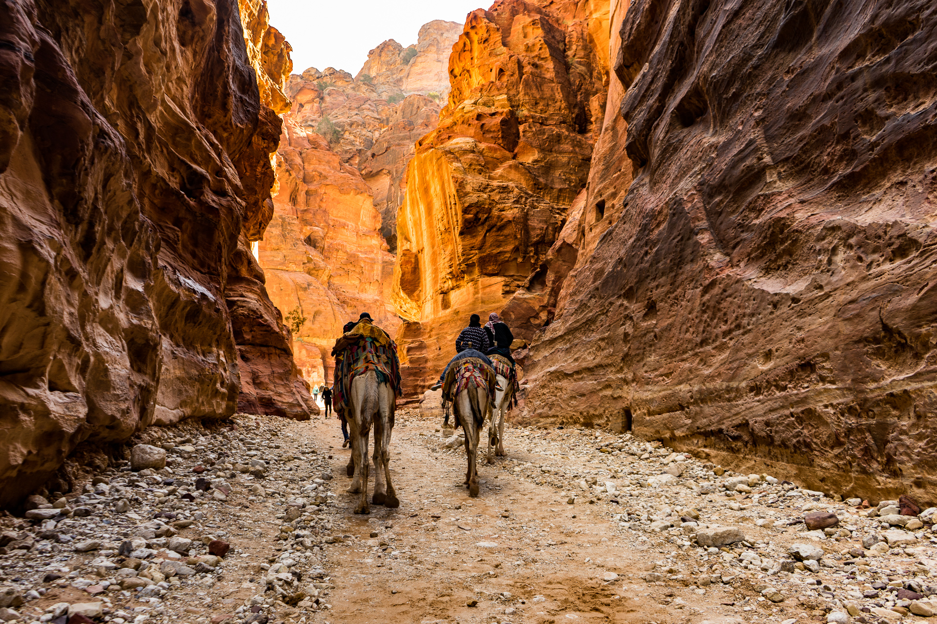 Camels in Petra, Jordan