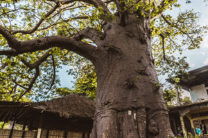 Baobab trees in Moheli, Comoros