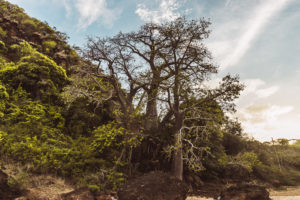 Baobab trees in Moheli, Comoros