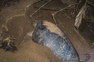 Giant turtles in Moheli, Comoros