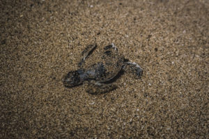Baby turtles in Moheli, Comoros