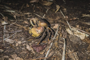 Giant crab in Moheli, Comoros