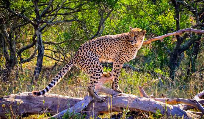 Phinda Private Game Reserve