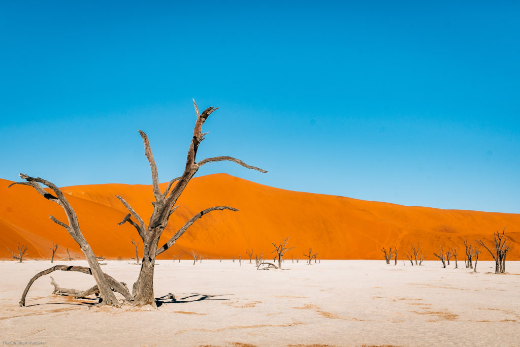 The iconic Deadvlei clay pan, Sossusvlei, Namibia.