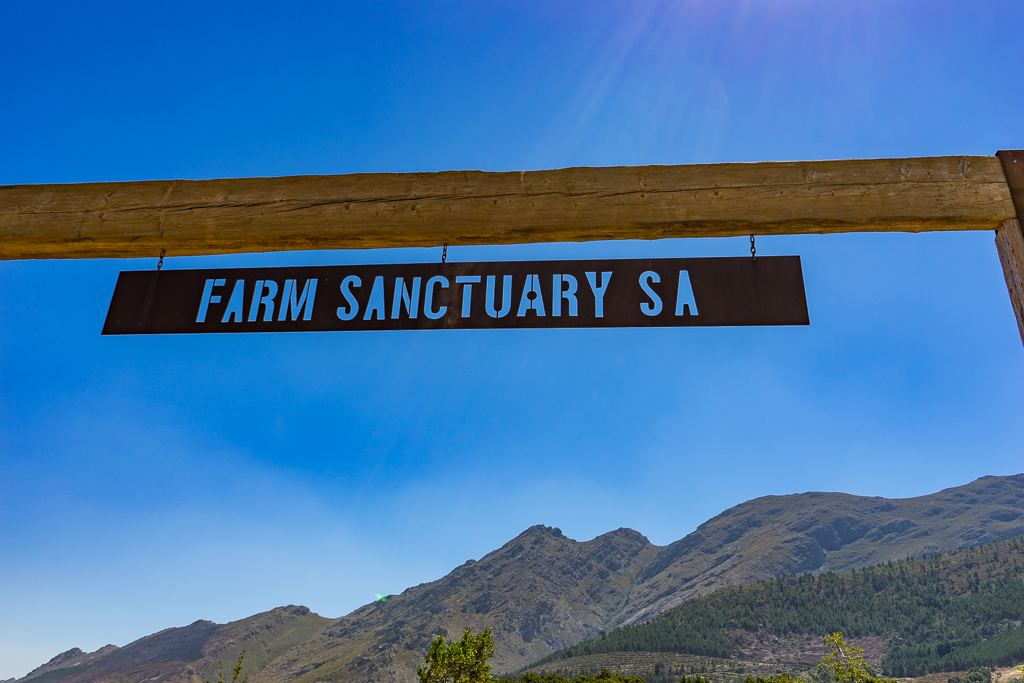 Animal sanctuary, Farm Sanctuary SA, Franschhoek, South Africa