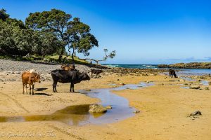 Cows in Coffee Bay, South Africa