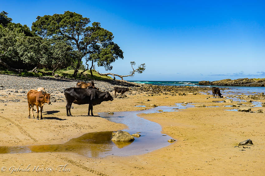 Cows in Coffee Bay, South Africa