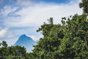Gorilla Trekking in the Democratic Republic of Congo