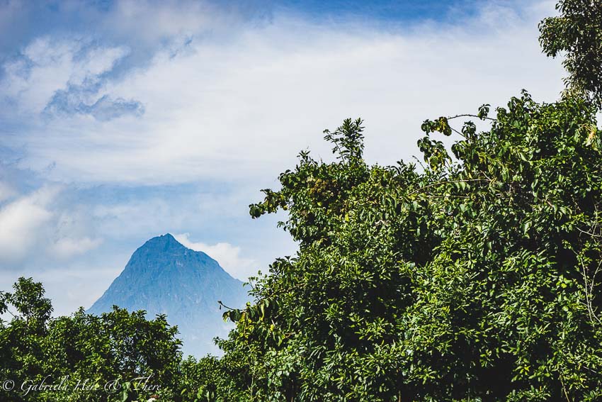Gorilla Trekking in the Democratic Republic of Congo