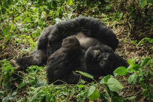 Gorilla Trekking in the Democratic Republic of Congo