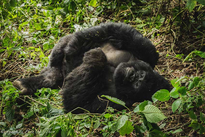 Gorilla Trekking in the Democratic Republic of Congo