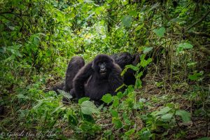 Gorilla Trekking in the Democratic Republic of Congo