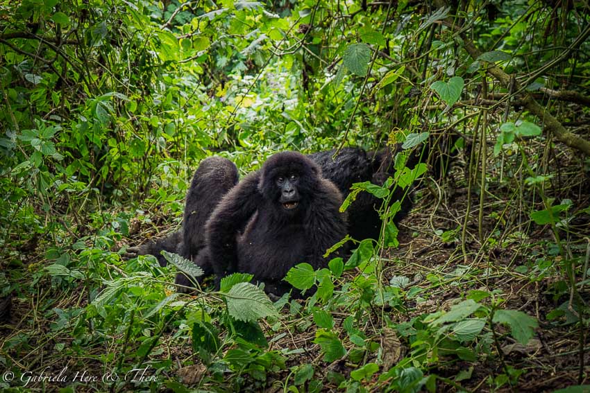Gorilla Trekking in the Democratic Republic of Congo
