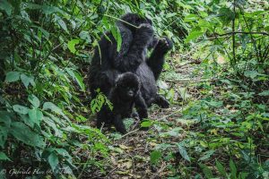 Gorilla Trekking in the Democratic Republic of Congo