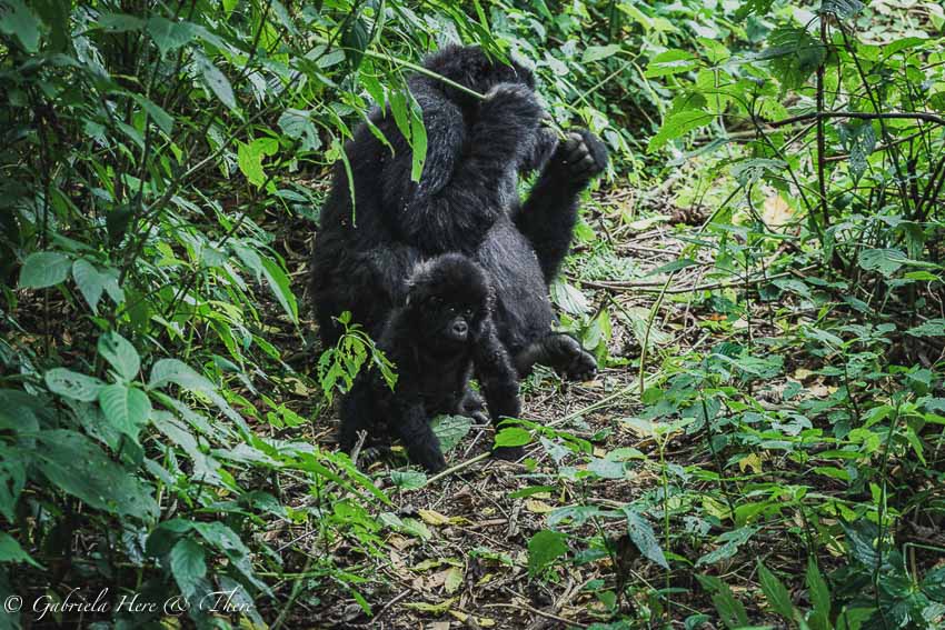 Gorilla Trekking in the Democratic Republic of Congo
