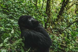 Gorilla Trekking in the Democratic Republic of Congo