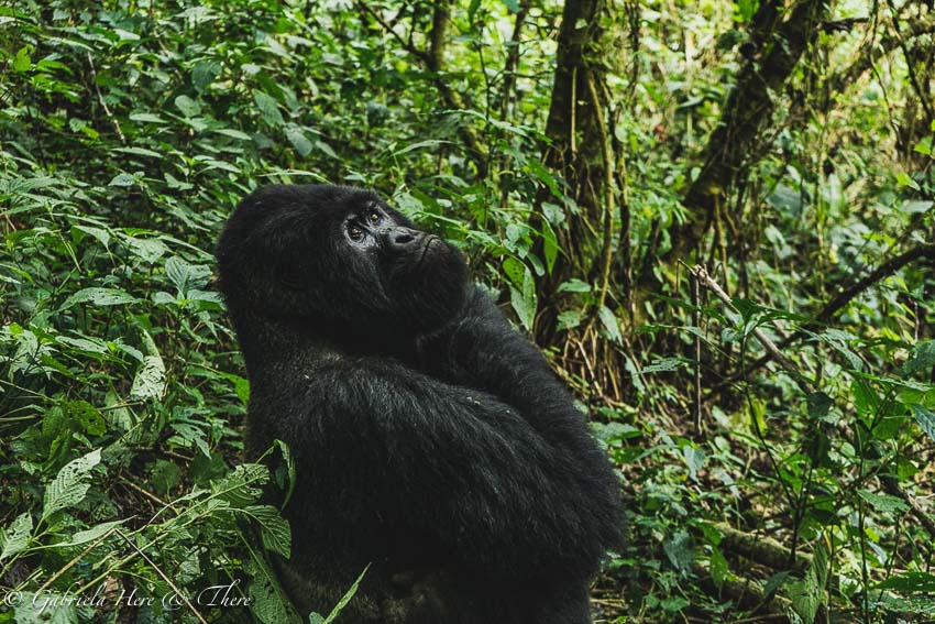 Gorilla Trekking in the Democratic Republic of Congo