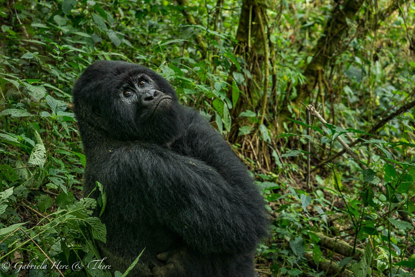 Silverback gorilla, Virunga National Park, Congo