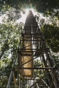 Climbing up to the canopy walk in Ulu Temburong National Park