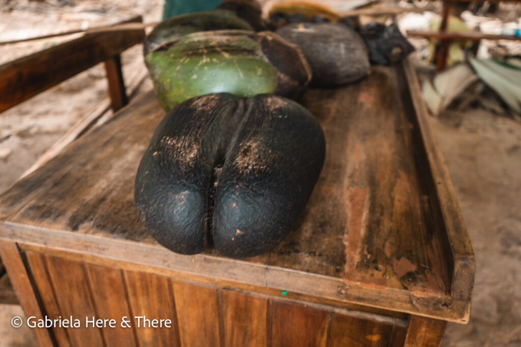 Coco de mer, Vallee de Mai Nature Reserve, Praslin, Seychelles