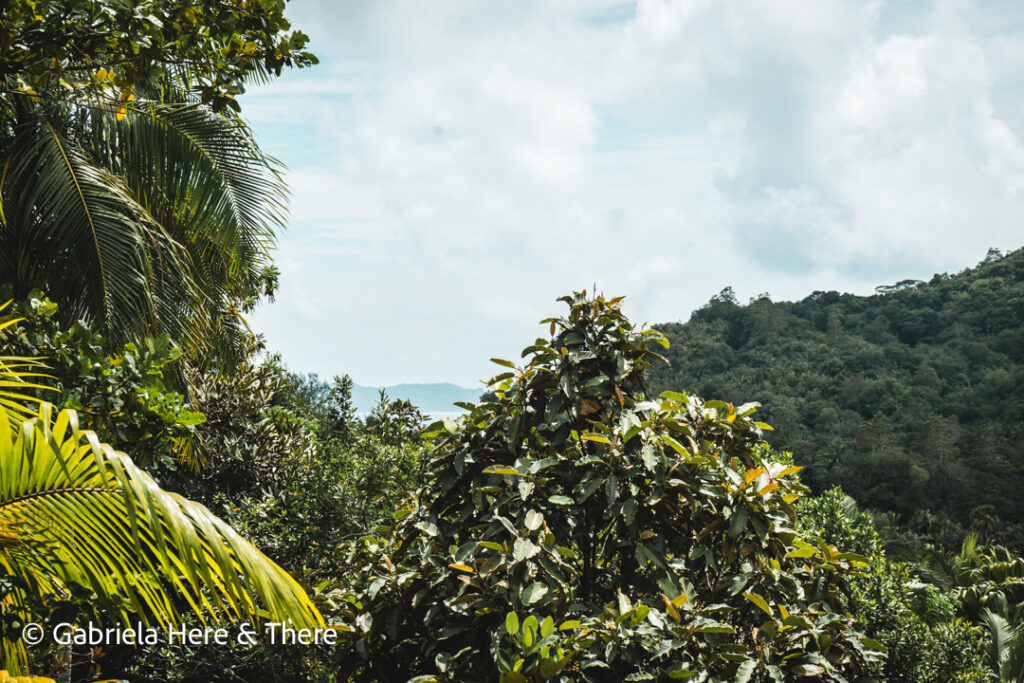 Vallee de Mai Nature Reserve, Praslin, Seychelles