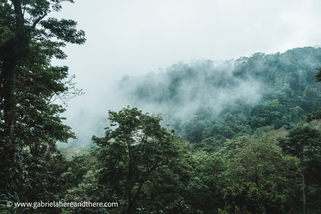 Rainforest in São Tomé and Príncipe