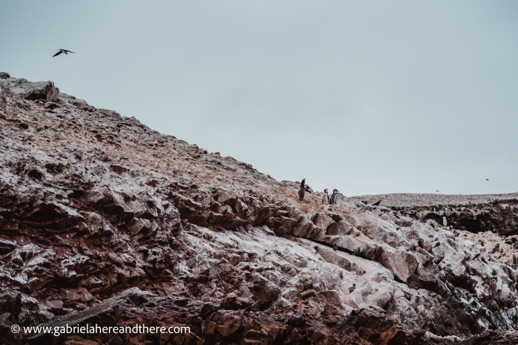 Penguins in Ballestas Islands, Paracas, Peru