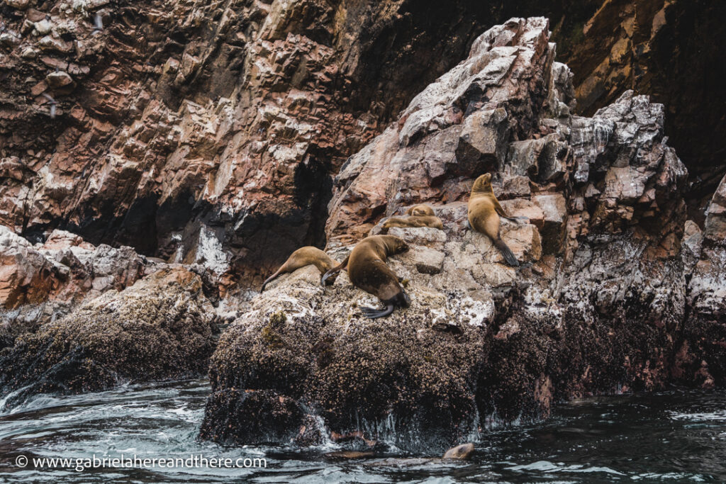 Sea lions in Ballestas Islands, Paracas, Peru