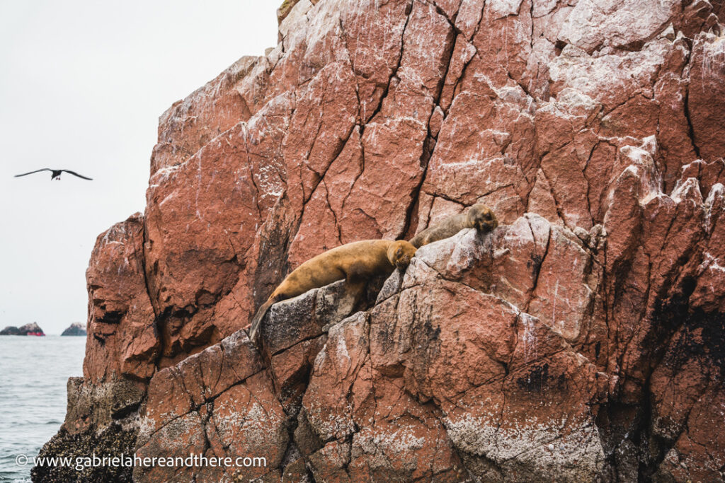 Sea lions in Ballestas Islands, Paracas, Peru
