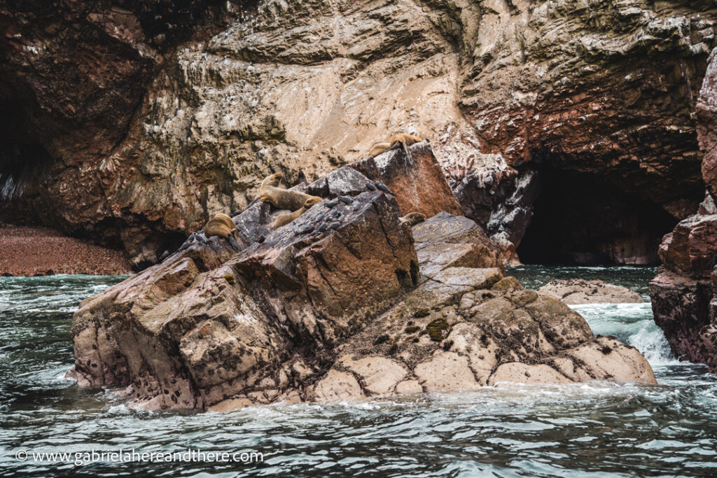 Sea lions in Ballestas Islands, Paracas, Peru