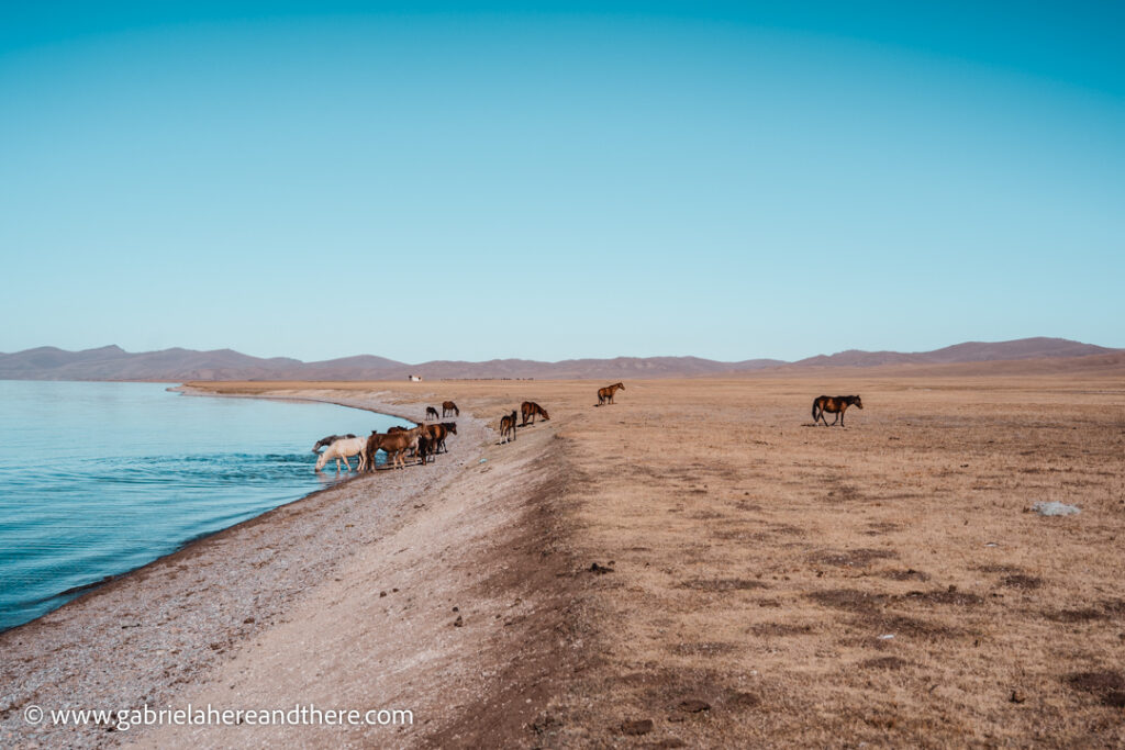 Horses at Song Kul, Kyrgyzstan