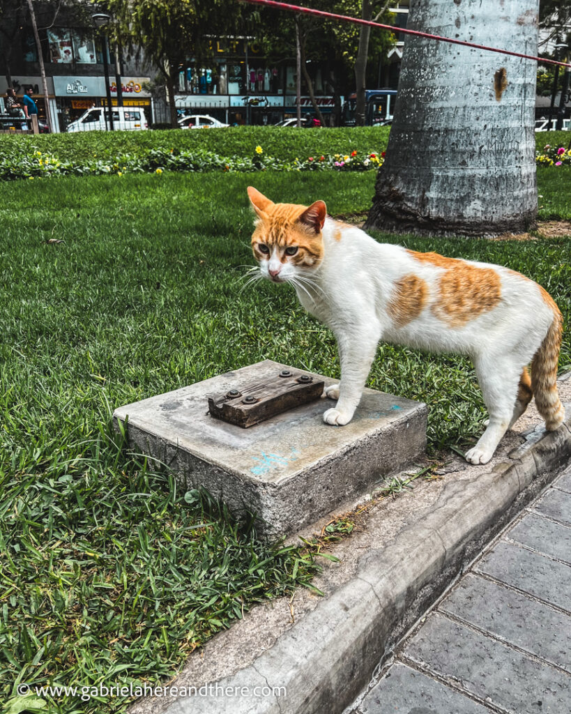 The cats of Parque Kennedy, Lima, Peru